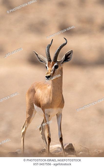 The dorcas gazelle (Gazella dorcas), also known as the ariel gazelle, is a small and common gazelle. The dorcas gazelle stands about 55â