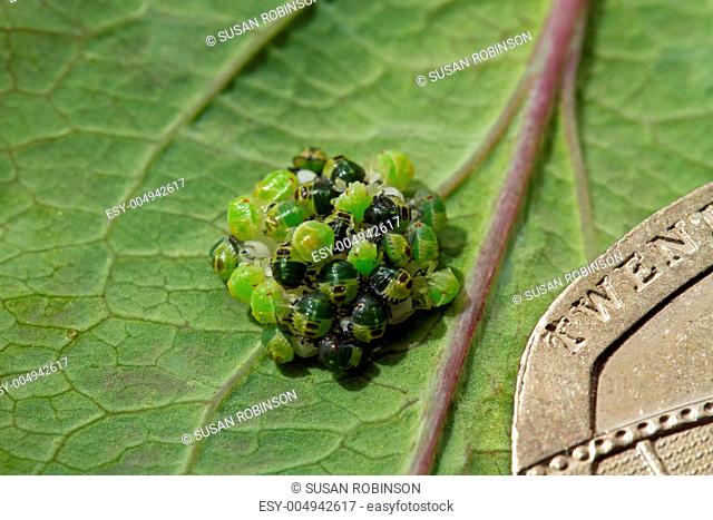 Green Shield Bugs hatching and 20p coin