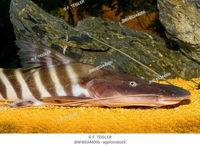 Tiger shovelnose catfish, Zebra Shovelnose, Tigrinus cat, Tiger catfish, Tiger striped catfish (Merodontotus tigrinus), half length portrait
