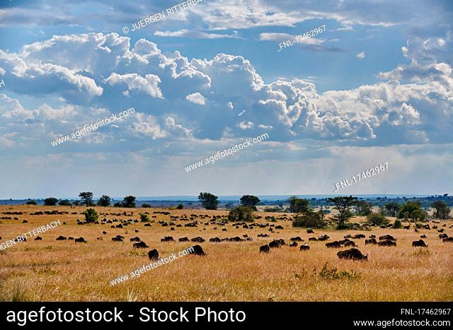 white wildebeest (Connochaetes mearnsi) on great migration through Serengeti National Park, Tanzania, Africa|blue wildebeest (Connochaetes mearnsi) on great...