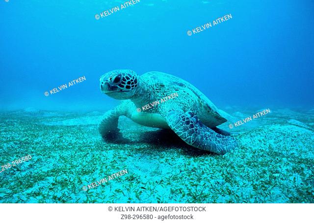 Green turtle (Chelonia mydas) adult male. Tropical Indo Pacific from the Red Sea to Vanuatu