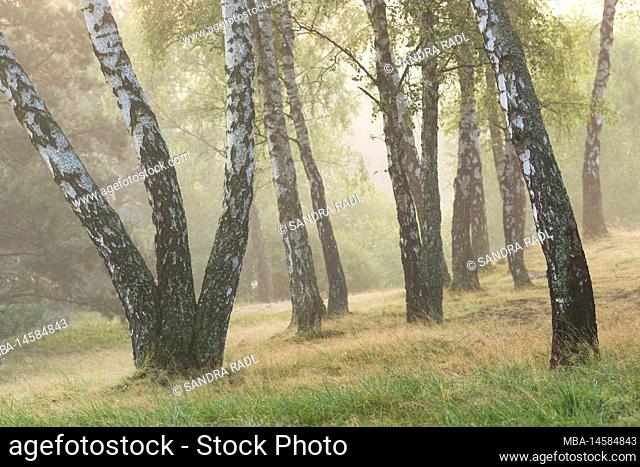 Birch grove in the Oberoher Heide, fog atmosphere, municipality Faßberg, nature park Südheide, Lüneburger Heide, Germany, Lower Saxony