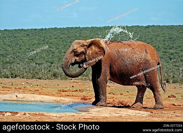 Elefant, spritzend, Südafrika; Bathing Elephant, south africa