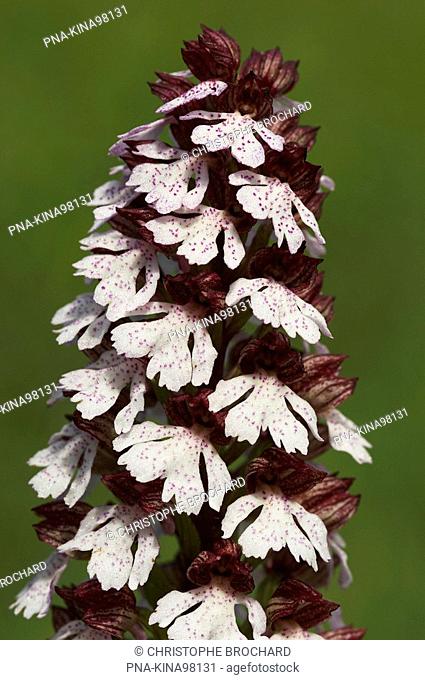 Lady Orchid Orchis purpurea - Germany, Europe