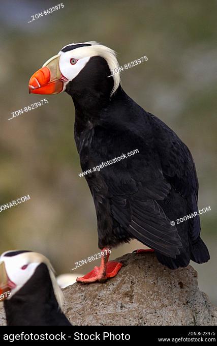 tufted puffin which sits on a cliff near the colony