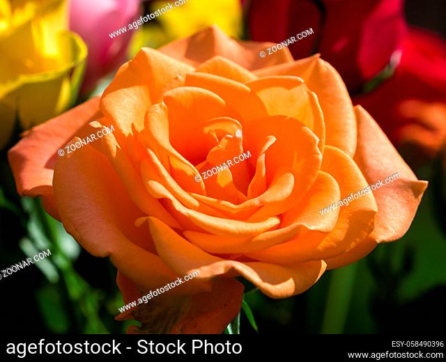 Close-up of an Orange Hybrid T Rose