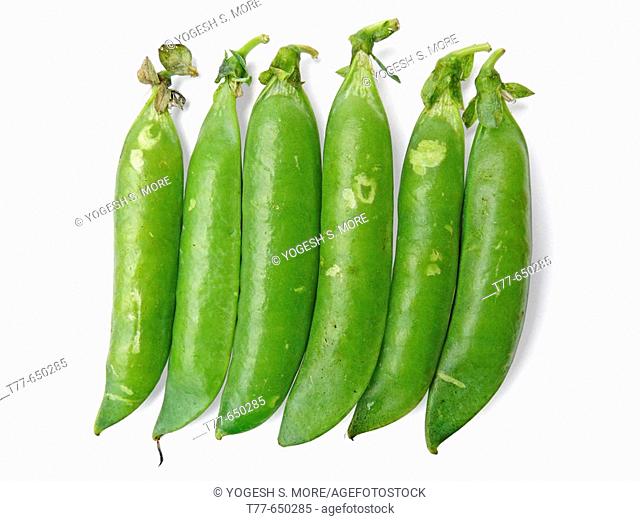 Sugar Snap Peas. Leaves are usually composed of three leaflets; flowers are pale yellow, lavender, or white. The size and color of the pods and seeds vary