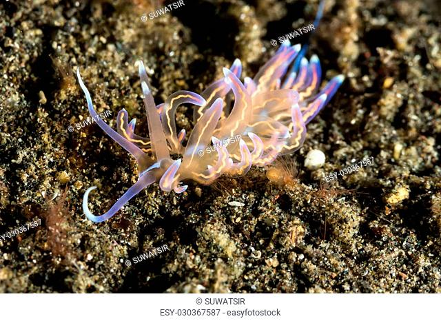 Underwater picture of Phyllodesmium opalescens Nudibranch, Sea Slug