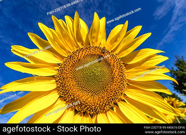 18 July 2023, Brandenburg, Vetschau: A bee flies at a sunflower blooming in a field near Vetschau in southern Brandenburg
