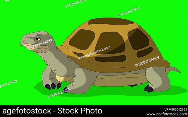 Big swamp turtle sniffing. Handmade animated looped footage isolated on green screen