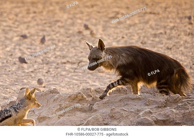 Brown Hyena (Hyaena brunnea) and Black-backed Jackal (Canis mesomelas) adults, interacting at waterhole, Kalahari Desert, Kalahari Gemsbok N.P