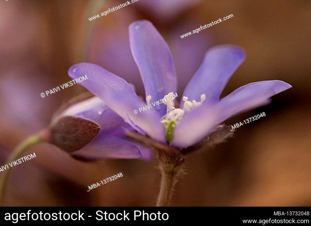 Anemone hepatica, (Hepatica nobilis), close-up, soft background, Finland