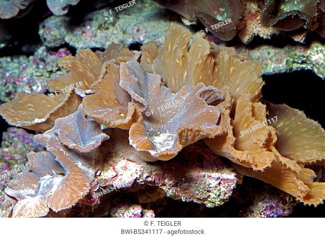 Cactus Coral (Pavona cactus), side view