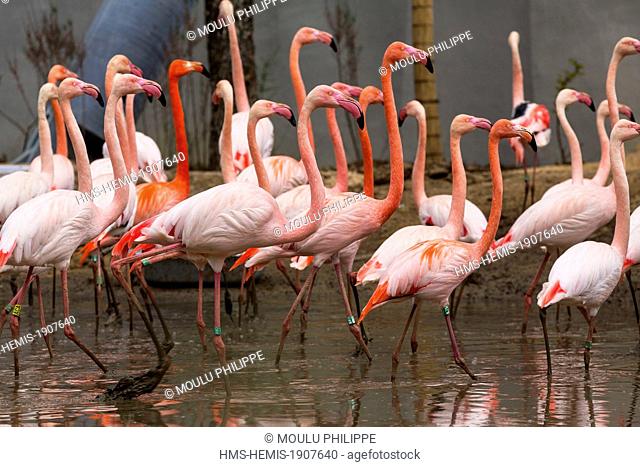 France, Paris, Paris Zoological Park (Zoo de Vincennes), Flamingos (Phoenicopterus roseus) in the large aviary