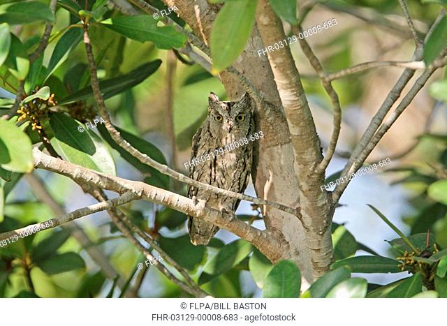 African Scops-owl Otus senegalensis adult, roosting in tree, Gambia, december