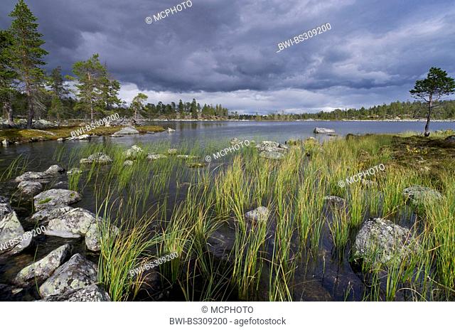 lakeshore of Rogen lake, Sweden, Haerjedalen, Naturreservat Rogen