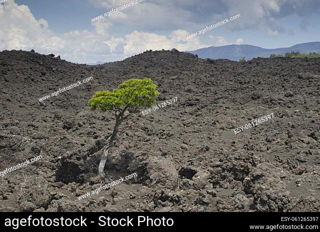 Tree on a field of solidified lava. Conguillio National Park. Araucania Region. Chile