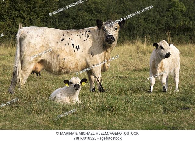 White Galloway; Domestic Cattle; Bos taurus; Schleswig-Holstein; Germany