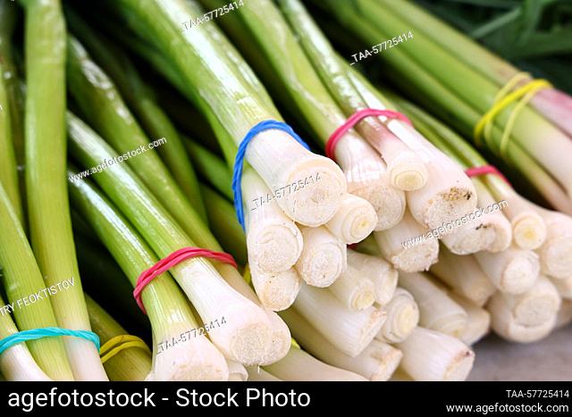 Russia. A view of harvested spring onions in bunches. Dmitry Feoktistov/TASS