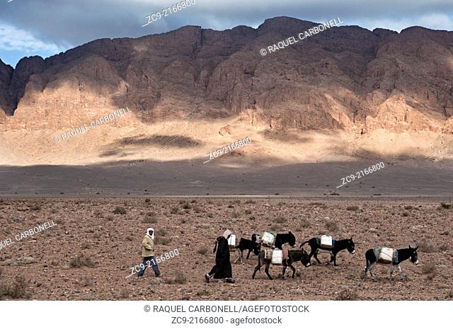 Berber men and donkeys walking on the hammada desert around Figuig oasis, Morocco