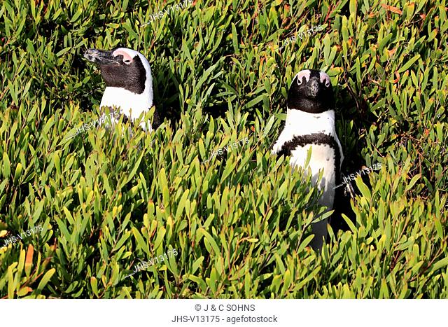 Jackass Penguin, African penguin, (Spheniscus demersus), adult couple, Boulders Beach, Simonstown, Western Cape, South Africa, Africa