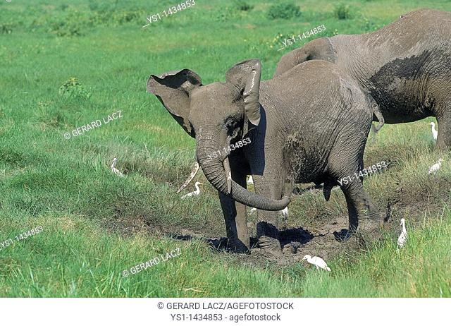AFRICAN ELEPHANT loxodonta africana, SPRAYING MUDDY WATER, KENYA