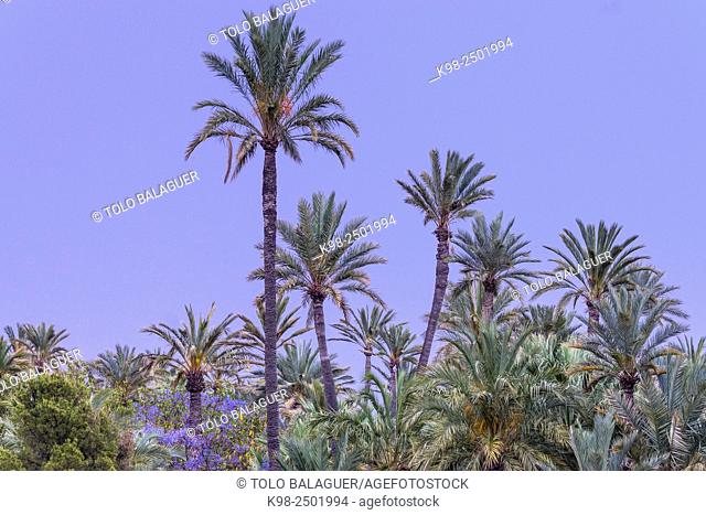 Palmeral de Elche, Patrimonio de la Humanidad por la Unesco, Provincia de Alicante, comunidad Valenciana, Spain,