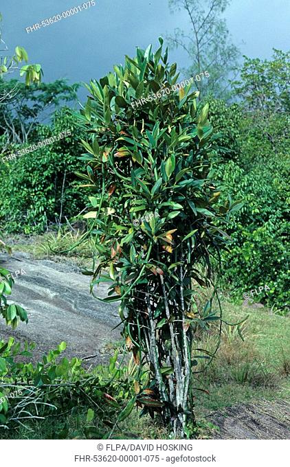 Randia Randia lancifolia habit, Seychelles