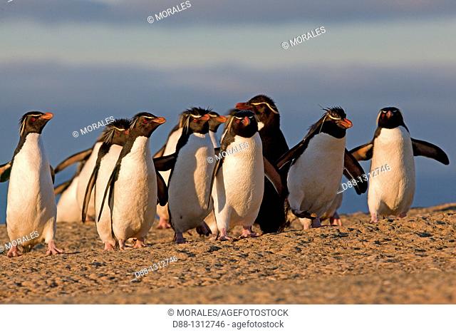 Falkland Islands , Pebble island , Rockhopper penguin  Eudyptes chrysocome chrysocome