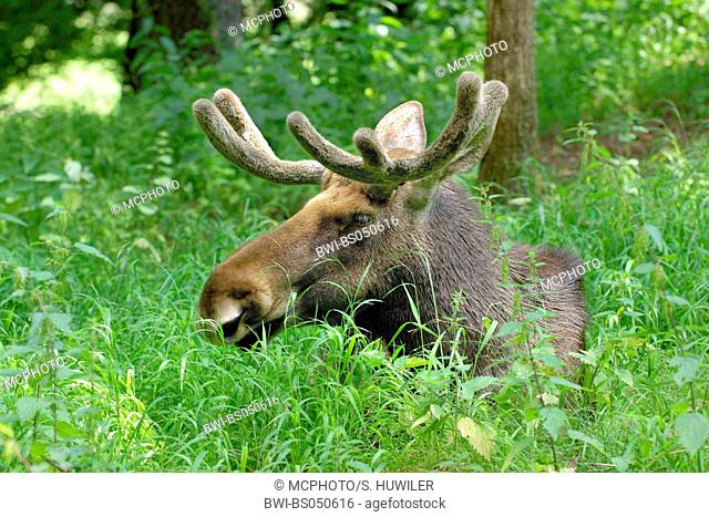 elk, European moose (Alces alces alces), bull with velvet antlers in high vegetation
