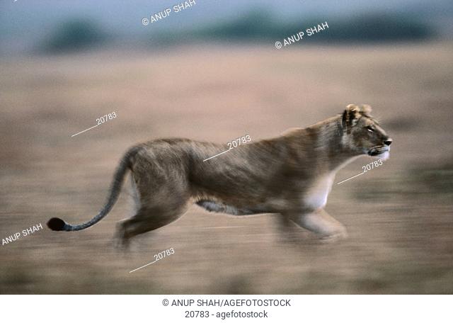Lioness (Panthera leo). Masai Mara. Kenya