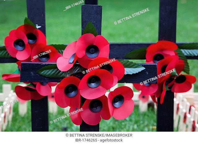 Commemorating fallen British soldiers, poppies and crosses on Field of Remembrance at Westminster Abbey, London, England, United Kingdom, Europe