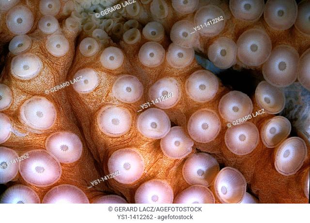 OCTOPUS octopus cyanea, TENTACLES SHOWING SUCKERS