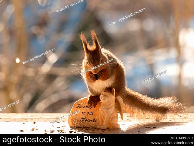 red squirrel with farewell words