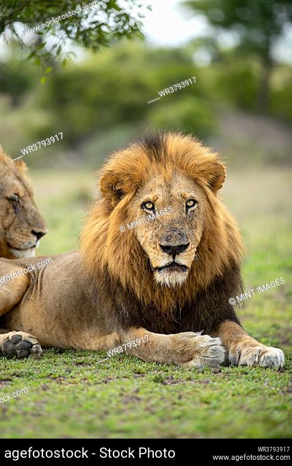 Close-up of a male Lion, Panthera leo, direct gaze