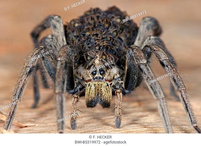 False tarantula (Hogna radiata, Lycosa radiata, Tarentula balearica), female with juveniles on its back, France, Corsica