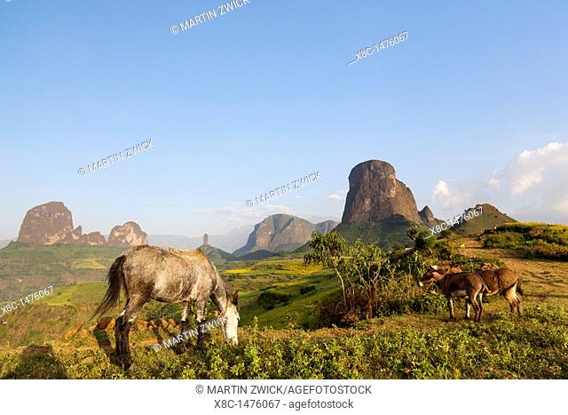 Herders with herd near Mulit  Landscape of the buttes of Mulit near the Escarpment of the Simien Mountains at about 2000m during the end of the rainy season...
