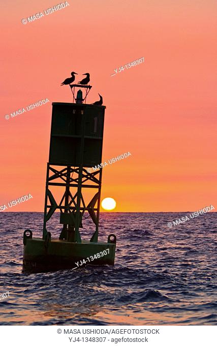 silhouette of brown boobies, Sula leucogaster, resting on navigational buoy aka green can at sunset, Kona Coast, Big Island, Hawaii, USA, Pacific Ocean