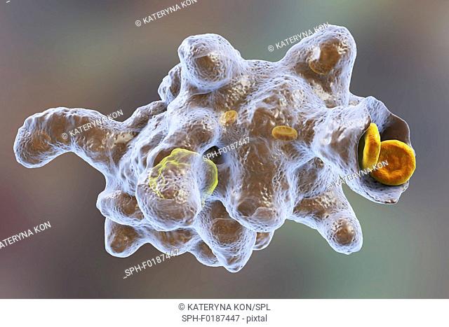 Parasitic amoeba (Entamoeba histolytica) engulfing red blood cells, computer illustration. This single-celled organism causes amoebic dysentery and ulcers...