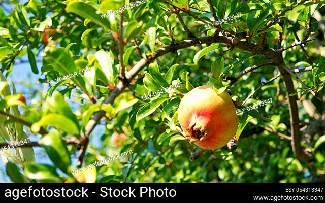 Pomegranate fruit on tree branch in the garden