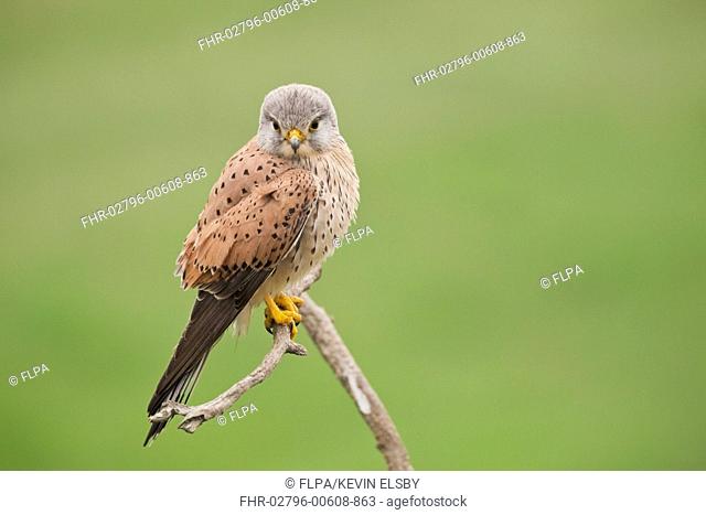 Common Kestrel (Falco tinnunculus) adult male, perched on branch, Hortobagy N.P., Hungary, April