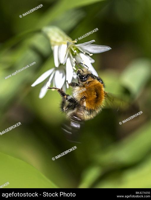 Tree bumblebee (Bombus hypnorum) on ramsons (Allium ursinum), Mönchbruch, Mörfelden-Walldorf, Hesse, Germany, Europe