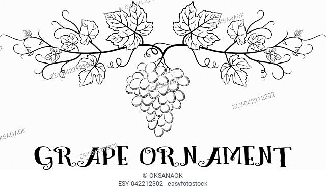 Floral Ornament, Bunch of Grapes with Leaves and Berries Black Contour Pictograms Isolated on White Background. Vector