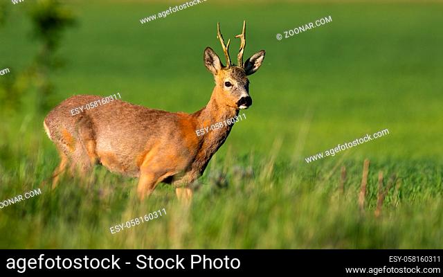 Roe deer, capreolus capreolus, buck standing on green field in spring sunlight. Brown mammal looking on grassland in sunshine