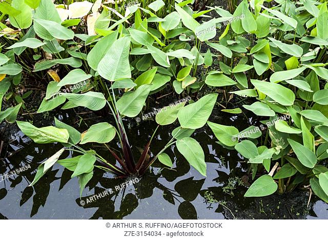Arrowhead (Sagittaria lancifolia). Flora of the wetlands of South Florida. Florida, U. S. A. , North America