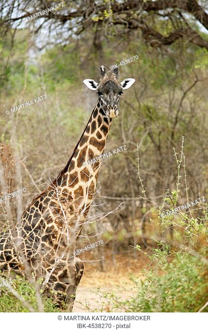 Thorneycroft giraffe (Giraffa camelopardalis thornicrofti), South Luangwa National Park, Zambia