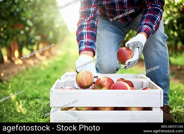 Fruit grower putting harvested apples in crate