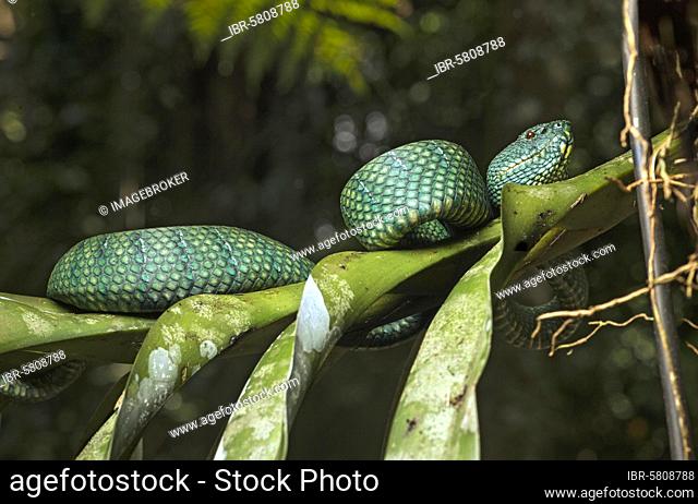 Toxic MinesViper (Tropidolaemus subannulatus), Family (Viperidae), Gunung Mulu National Park, UNESCO World Heritage Site, Sarawak, Borneo, Malaysia, Asia