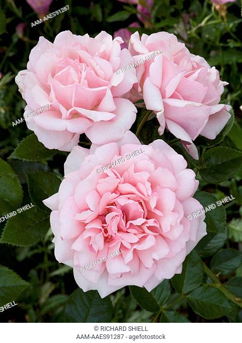 Radox Bouquet (i.e. Thornbury Castle) Rose flowers (Rosa sp) hybrid, Floribunda