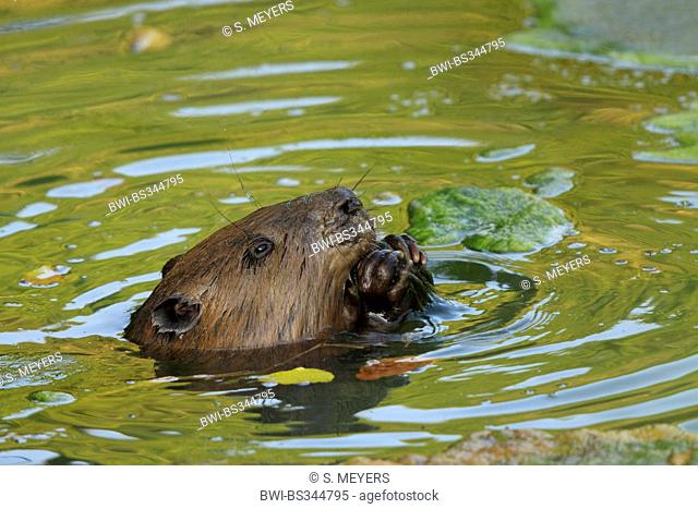 Eurasian beaver, European beaver (Castor fiber), feeding in shallow water, Germany, Baden-Wuerrtemberg